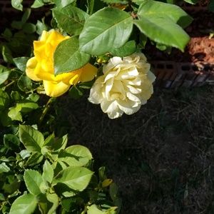 Meet Your Posher Dian (DeeDee)